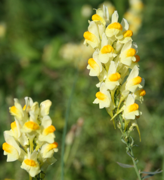 Linaire commune (Linaria vulgaris) &copy; Nicolas Macaire / LPO